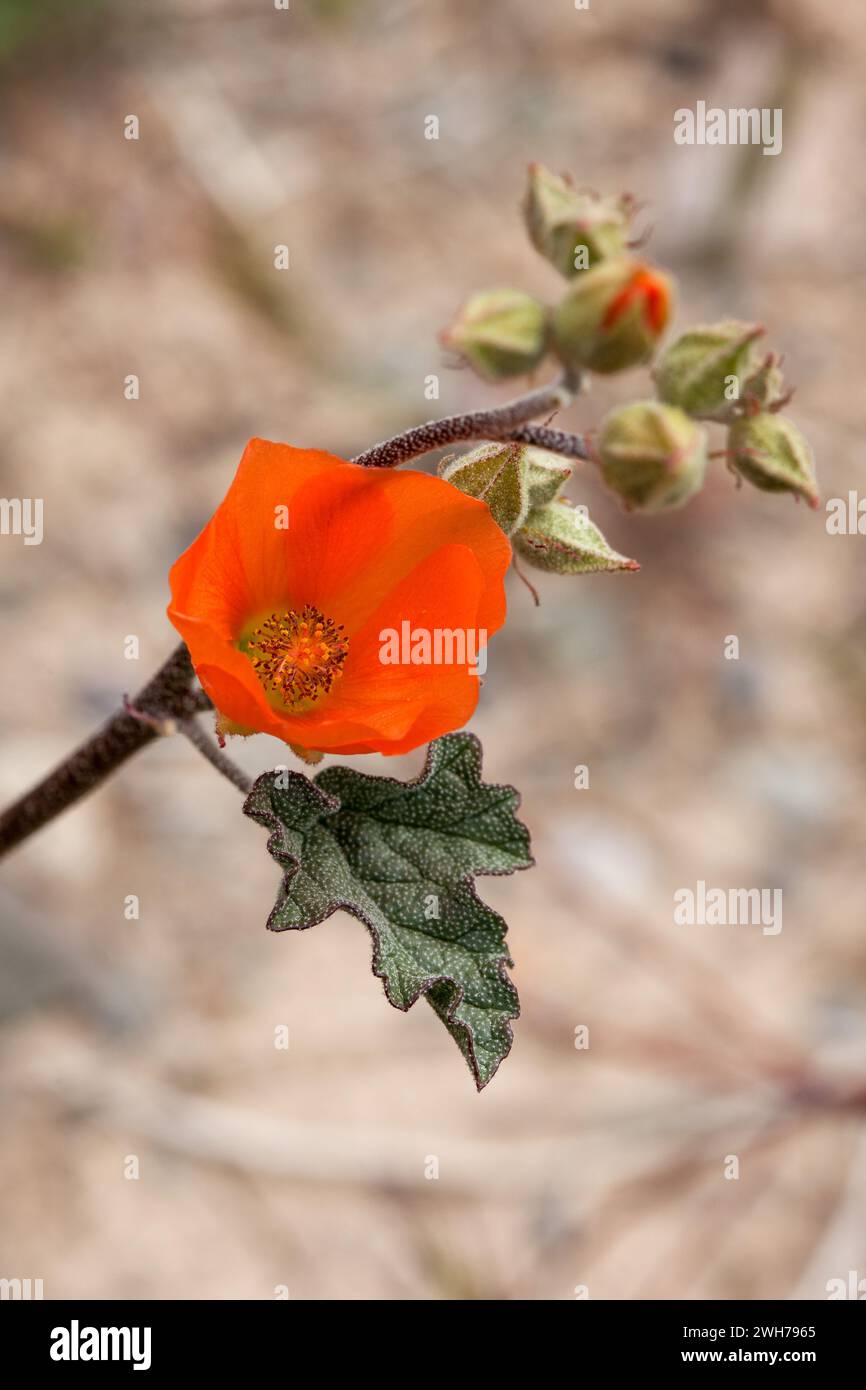 Desert Globemallow, Sphaeralcea ambigua, in Blüte im Death Valley National Park, Kalifornien. Stockfoto