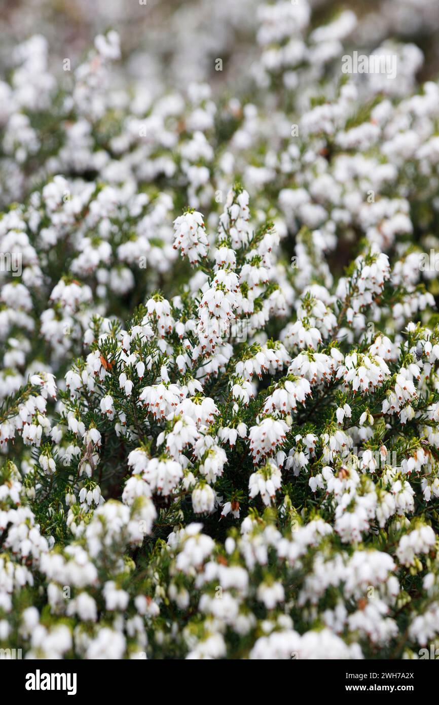 Erica x darleyensis f.albiflora „White Spring Surprise“ Stockfoto