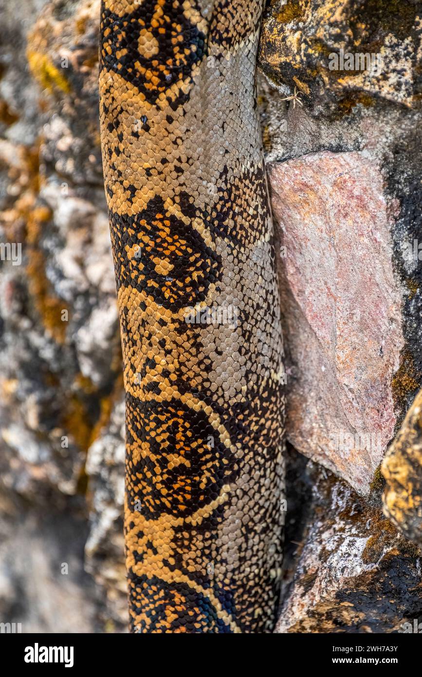 Boa constrictor schließt wunderschöne Schlangenhaut Stockfoto