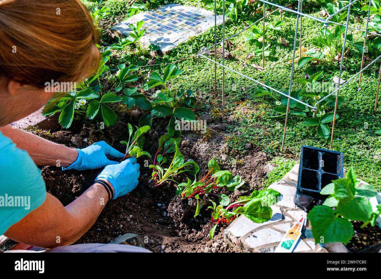 Alleinstehende Frau pflanzt einen Garten in Portland, Oregon Stockfoto