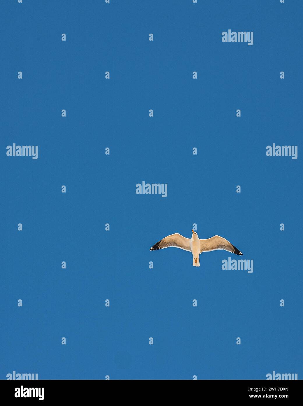 Vogel am klaren blauen Himmel über dem Ozean Stockfoto Vogel am klaren blauen Himmel über dem Ozean Stockfoto