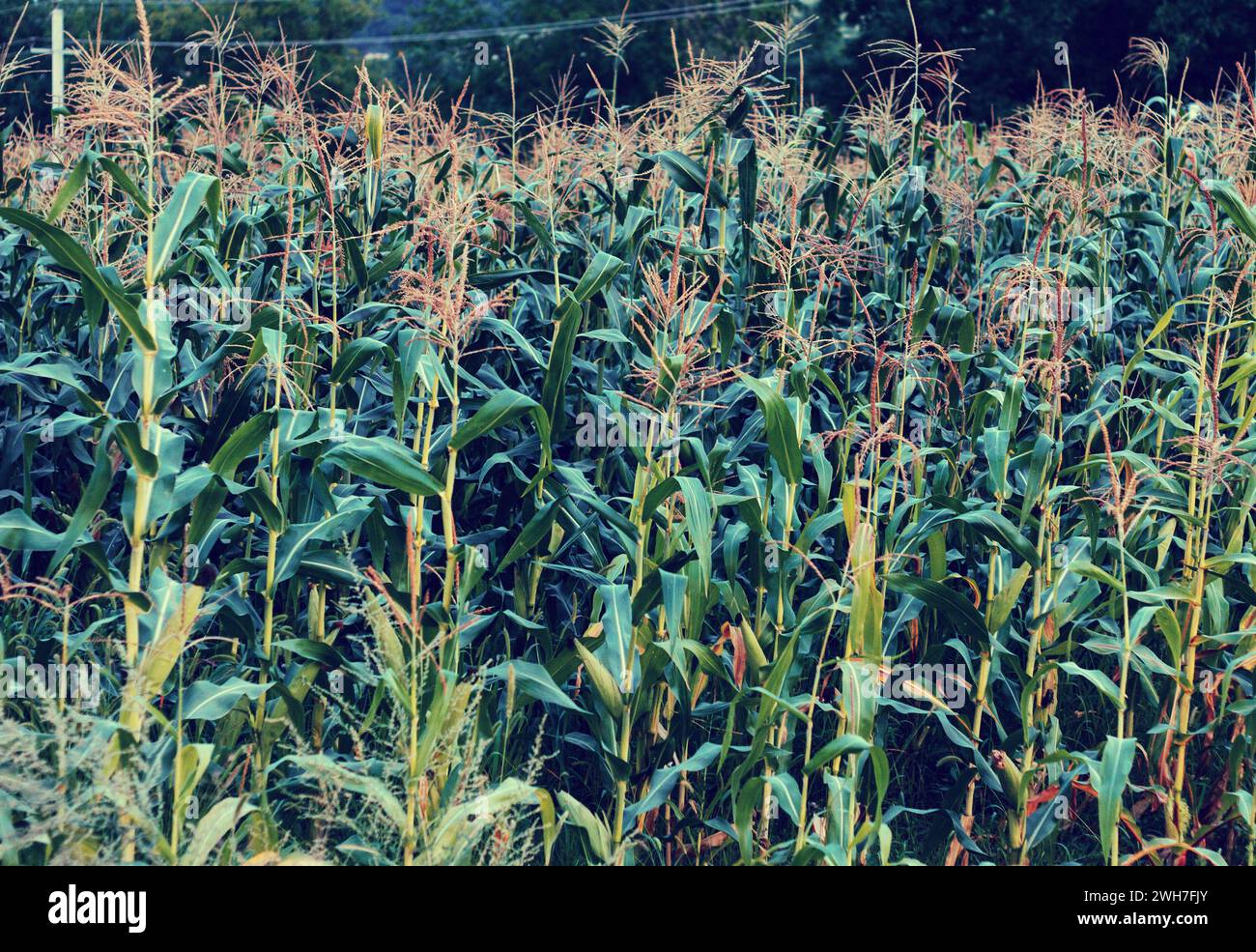 Großes grünes Maisfeld in ländlichen Gebieten Stockfoto