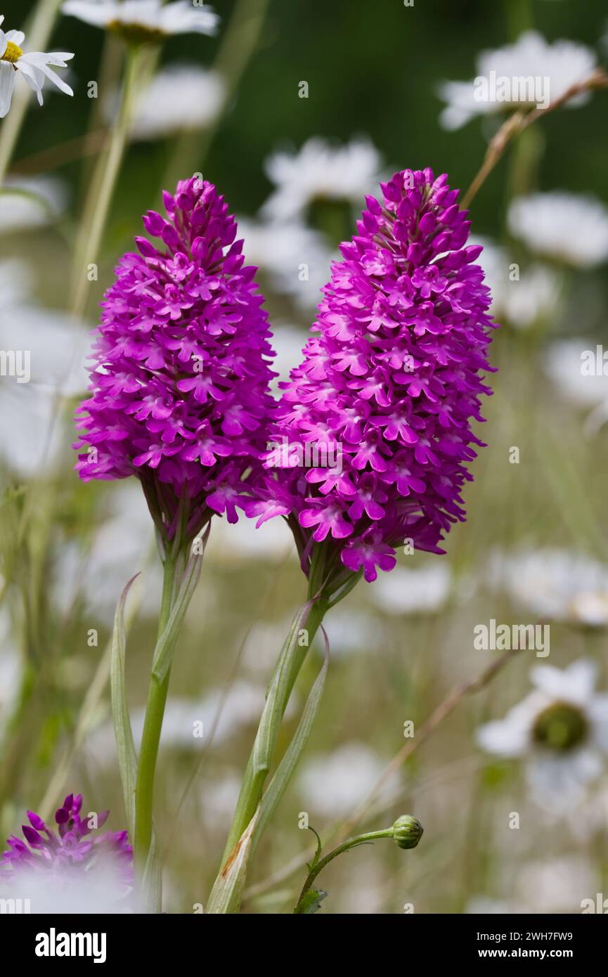 Zwei Purple Mauve Flower Spikes Einer PyramidenOrchidee, Anacamptis pyramidalis, in A Meadow, New Forest UK Stockfoto
