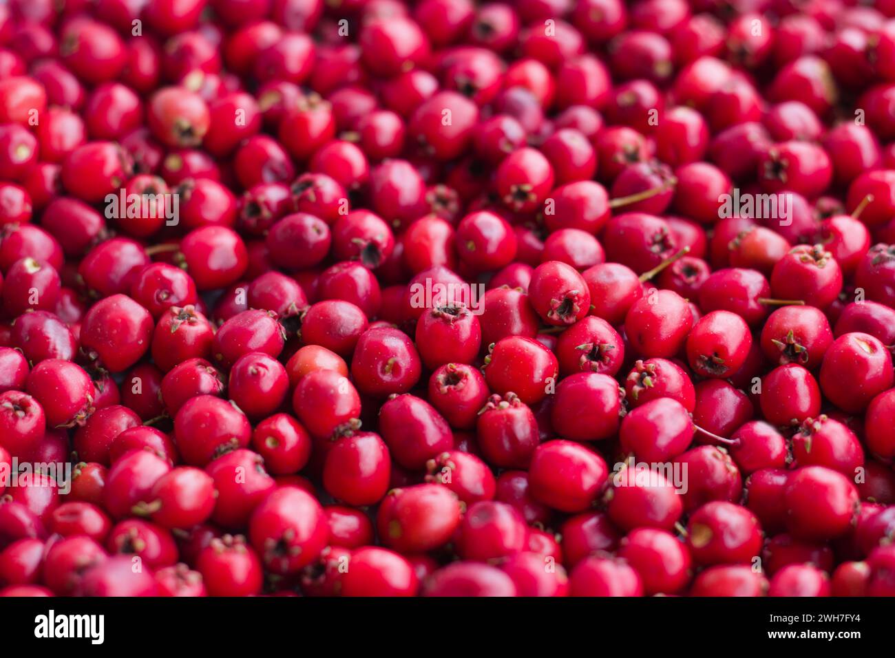 Gepflückte rote reife medizinische Beeren eines Weißdorns Nahaufnahme Stockfoto