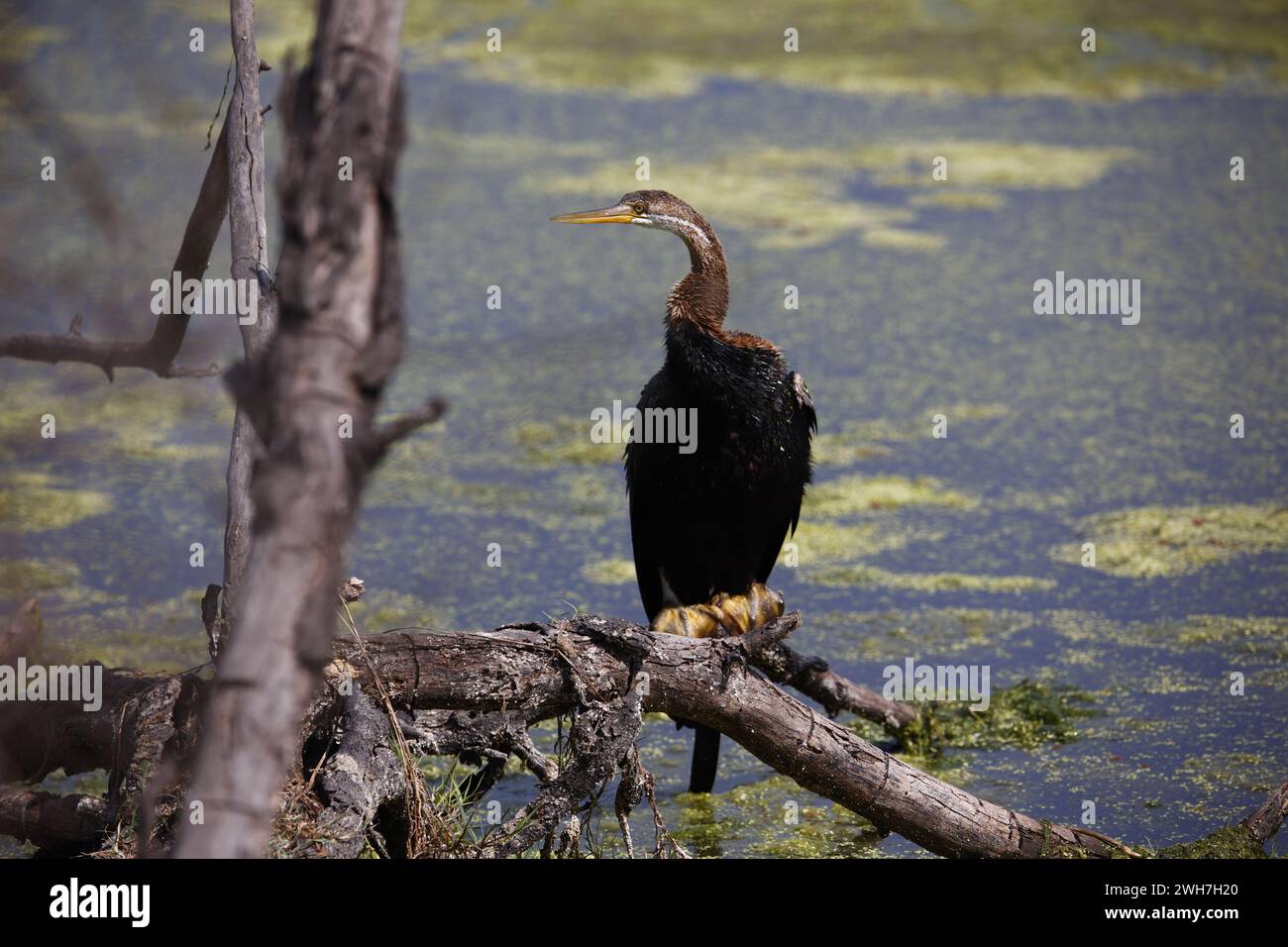 Orientalischer Dart am Ufer eines Sees Stockfoto