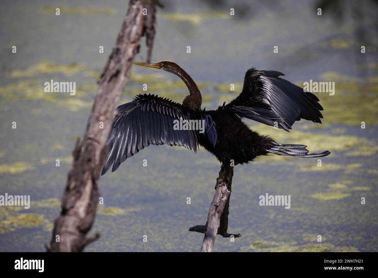 Orientalischer Dart am Ufer eines Sees Stockfoto