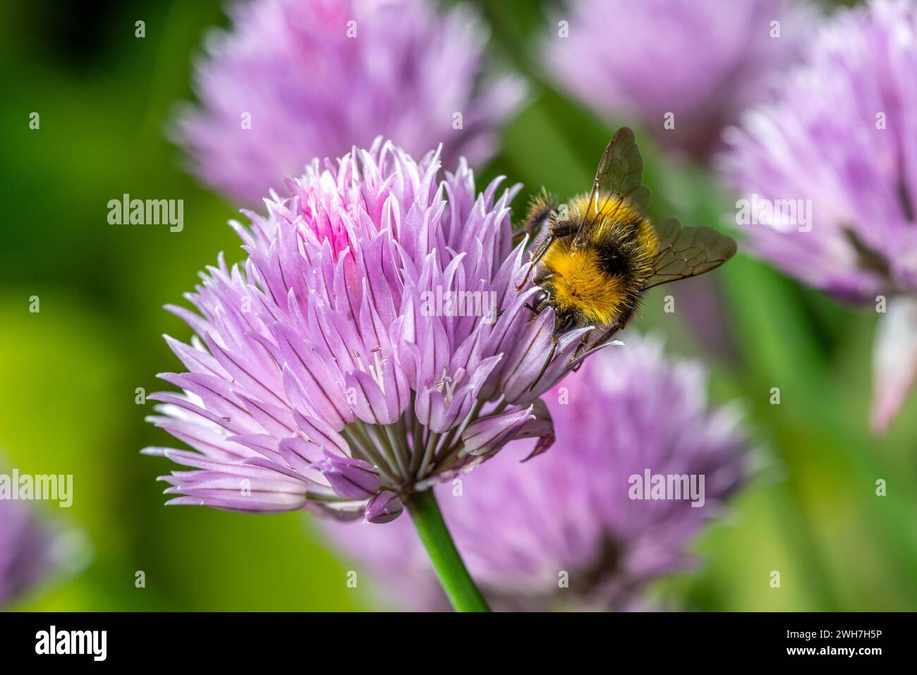 Biene bestäubt Schnittlauchblumen in einem Garten Stockfoto