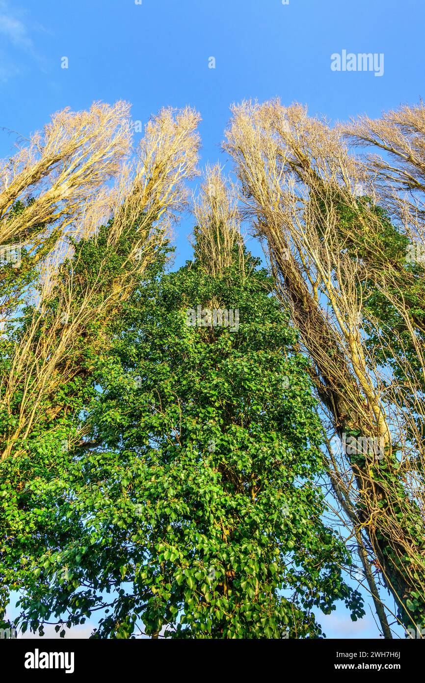 Großes Wachstum von Efeu (Hedera), das auf Pappeln (Populus) wächst - Yzeures-sur-Creuse, Indre-et-Loire (37), Frankreich. Stockfoto