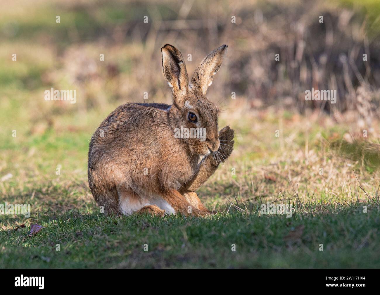 Ein sonnendurchfluteter brauner Hase, der seinen großen Hinterfuß wäscht, zeigt Details seines orangen Auges, seiner großen Ohren und seines braunen melierten Fells - Suffolk, Großbritannien Stockfoto