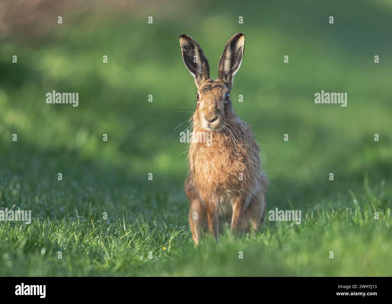 Eine detaillierte Nahaufnahme eines wilden Braunen Hasen (Lepus europaeus) mit großen Ohren, der direkt in Richtung der Kamera entlang eines Grasrandes blickt. Suffolk, Großbritannien. Stockfoto