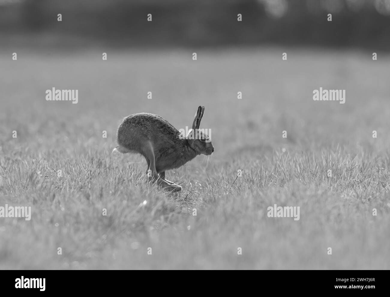 Der Shape Shifter – klassische, beschleunigte Form des Braunen Hasen, die hinteren Beine vor den Vorderbeinen, die flexible Wirbelsäule. In Schwarzweiß aufgenommen. Suffolk, Großbritannien Stockfoto