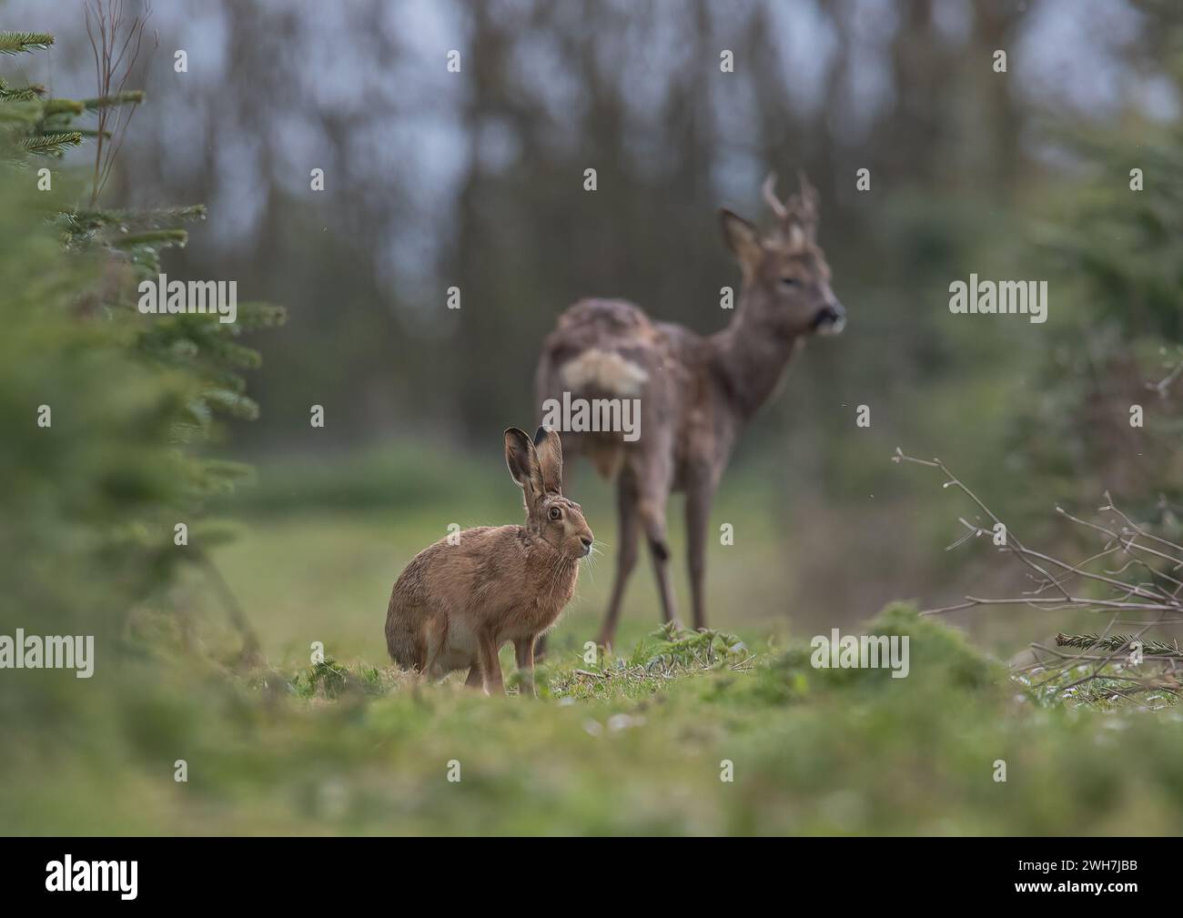 Eine ungewöhnliche Aufnahme eines wilden Braunhasen (Lepus europaeus) mit einem Reh-Bock im Hintergrund. Zwei einheimische Säugetierarten zusammen. Suffolk, Großbritannien. Stockfoto