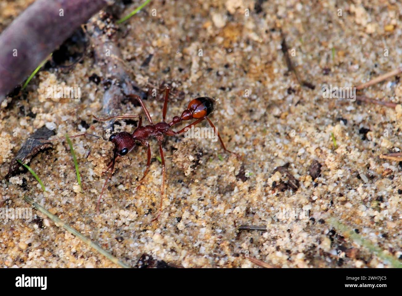 Schwarze Bulle Ant (Myrmecia nigriscapa) mit ausgehobenem Sand aus dem Nestbau. Stockfoto