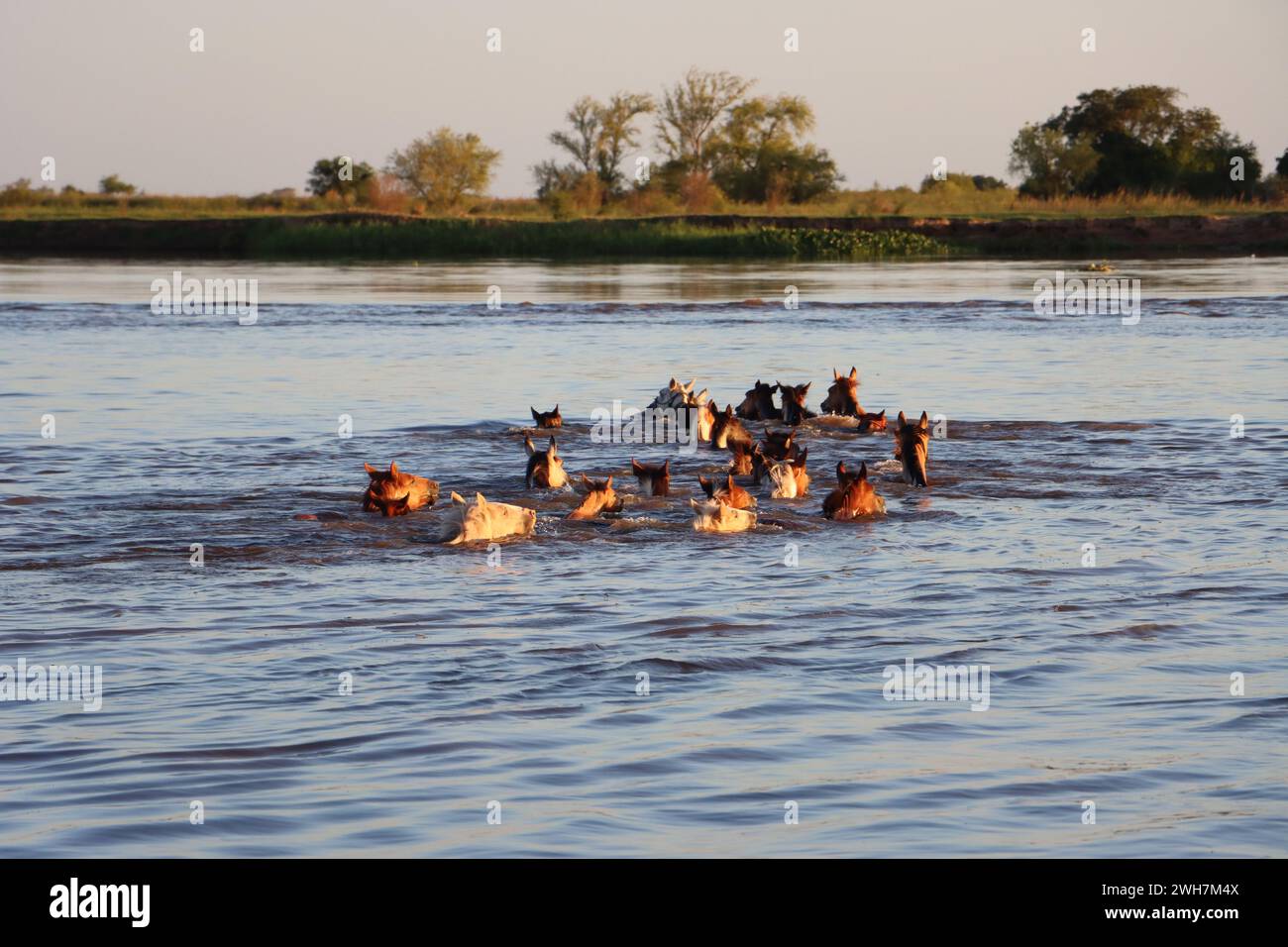 Eine Gruppe von Pferden, die im Wasser schwimmen Stockfoto