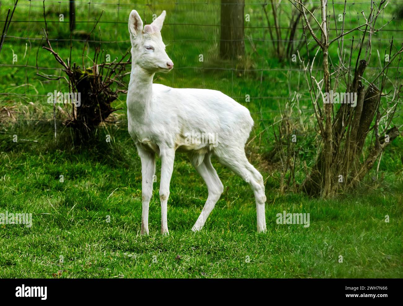 Ein Albino-Hirsch in lange Erlen, Riehen, Kanton Basel-Stadt, Schweiz. Stockfoto