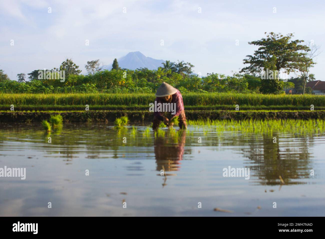 Foto von Aussichten auf Reisfelder und Mount Merapi mit dem blauen Himmel der Stadt Yogyakarta, Indonesien Stockfoto