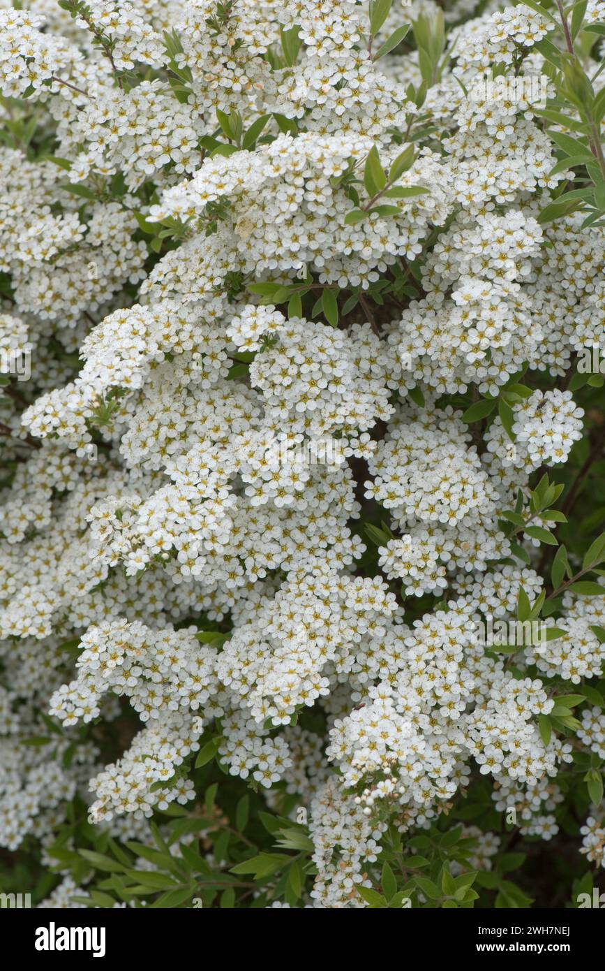 Spirea arguta „Bridal Wreath“ üppige weiße Blumensprühungen dieses Ziergartenstrauchs im Frühjahr, Berkshire, April Stockfoto