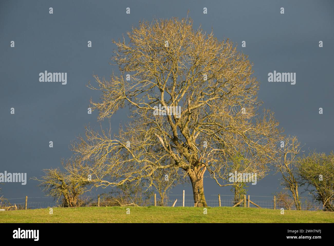 Esche (Fraxinus excelsior) noch ohne Blätter mit bloßen Zweigen, beleuchtet von warmer Abendsonne vor einem dunklen, bedrohlichen Himmel im Frühling, Berkshire Stockfoto