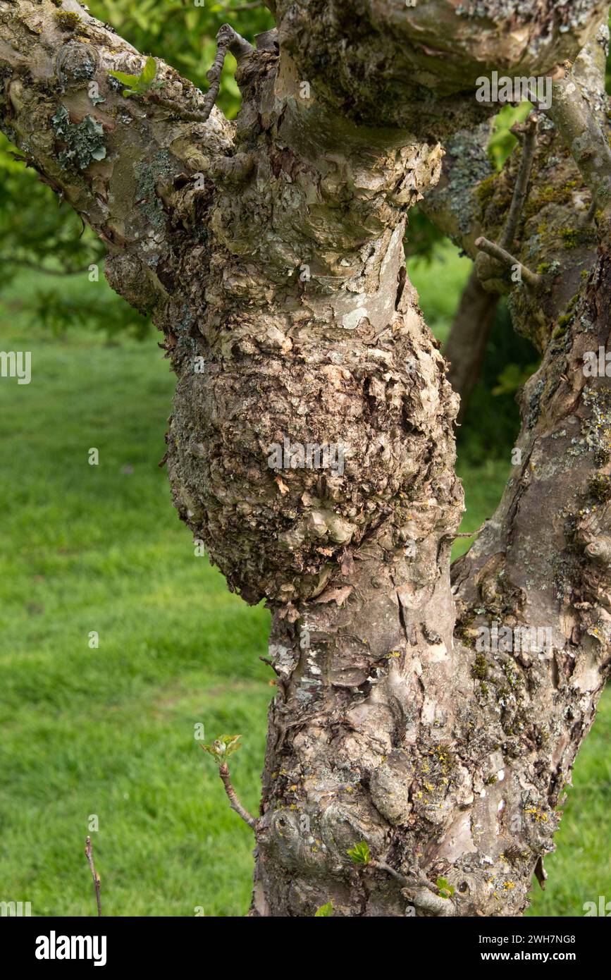 Unansehnlich geschwollener Stamm eines alten Apfelbaums von einem Zustand namens Grammknoten, der Wurzel produziert tumorartige Auswüchse auf dem Stamm, Berkshire, Stockfoto