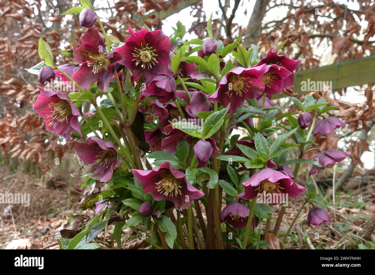 Helleborus X hybridus „Ashwood Seedling“ ein rot geblümter Helleborus, der in einem Märzgarten mit einer Buchenhecke dahinter in Berkshire blüht Stockfoto
