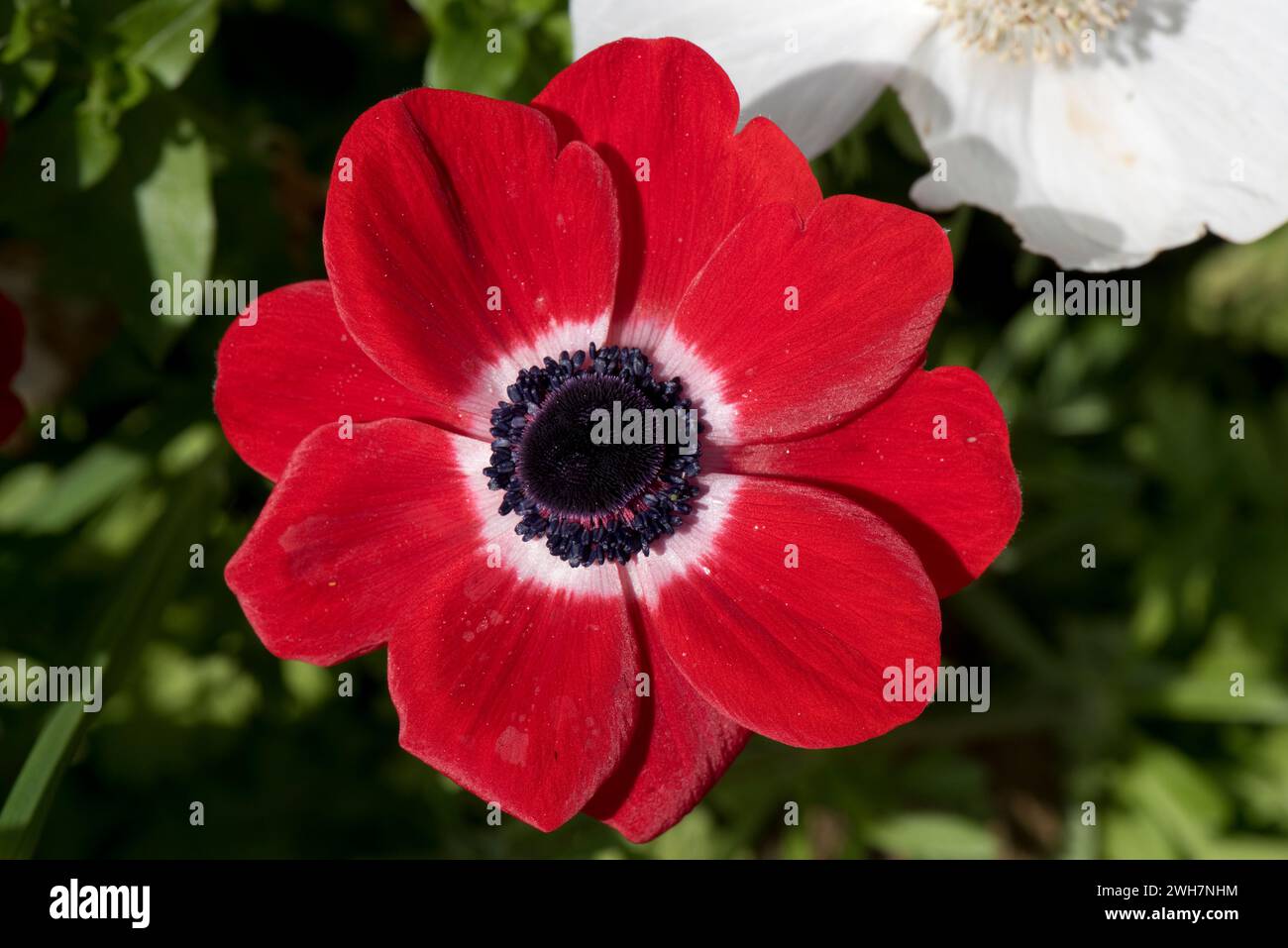 Mohnanemone (Anemone coronaria) rot-weiße Blume des mehrjährigen tuberösen Gartens mit blütenartigen Tepalen und einem schwarzen Zentrum, Berkshire, A Stockfoto