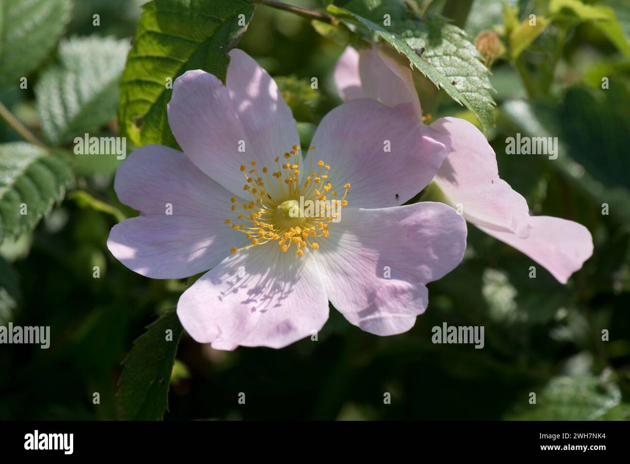 Hunderose (Rosa canina) Blume süß duftende blassrosa Blume mit fünf Blütenblättern und zentralem Kreis von Staubblättern, Antheren und Stilen, Berkshire, Juni Stockfoto