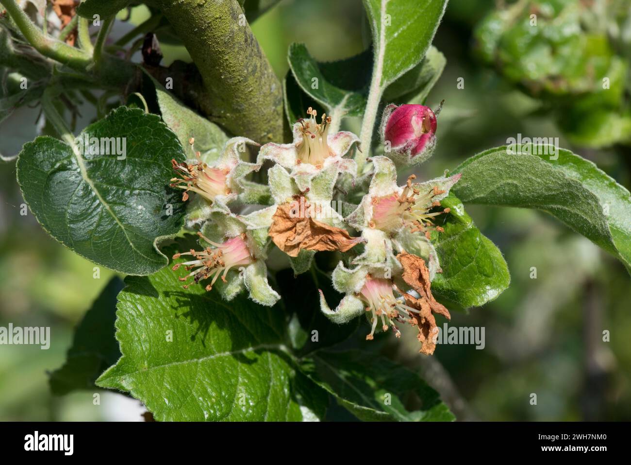 Apfelblüte, Blüten im „Blütenblatt Herbst“ mit Kelch und fünf Sepalen um die bestäubten Antheren und zentralen Ovarien bei Fruit Set, Berkshire, Mai Stockfoto