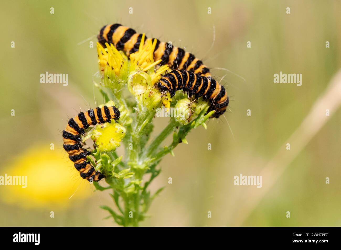 Gestreifte und farbenfrohe Raupen genießen die Blüten einer Pflanze und genießen die Hitze der Sommersonne. Stockfoto