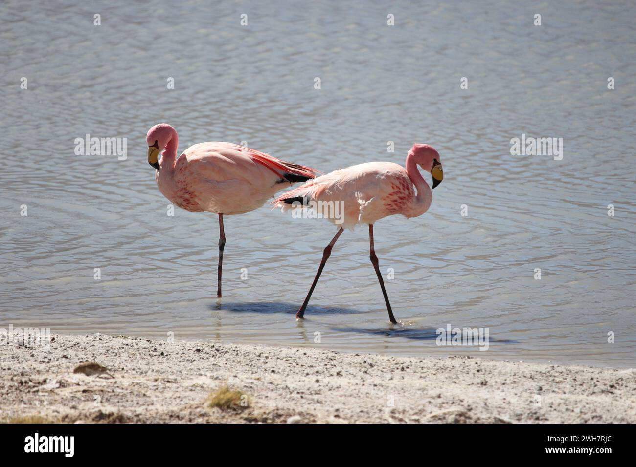 Flamingos in der Lagune Hedionda, Bolivien Stockfoto