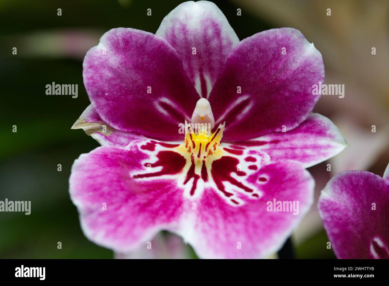Eine violette Stiefmütterchidee beim Kew Gardens Orchid Festival 2024 Stockfoto