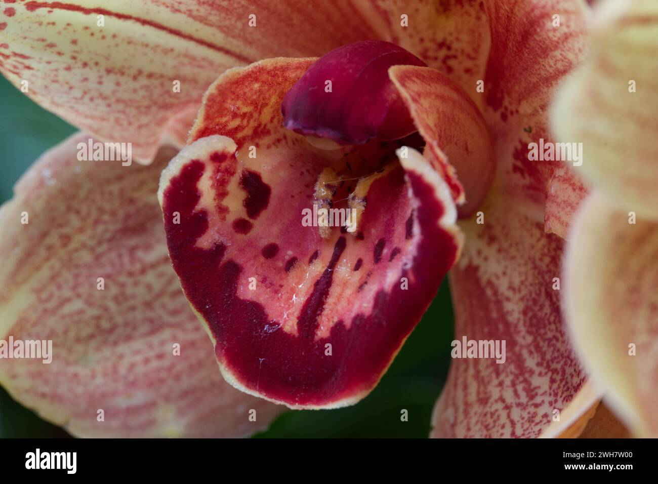Eine Moth Orchid beim Kew Gardens Orchideenfestival 2024 Stockfoto