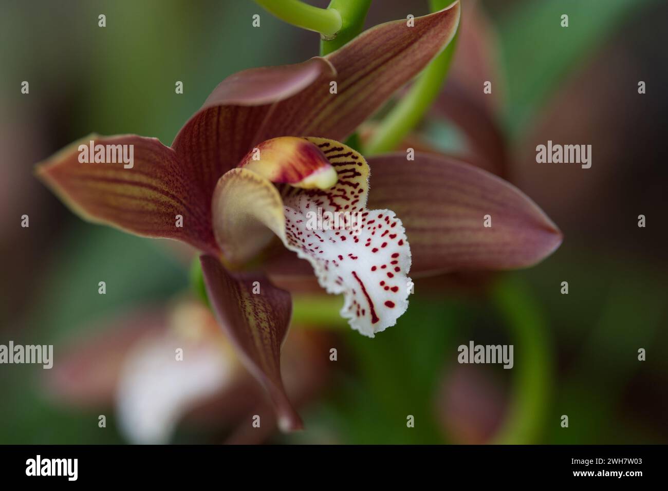 Bootsorchideenblume beim Kew Gardens Orchideenfestival 2024 Stockfoto