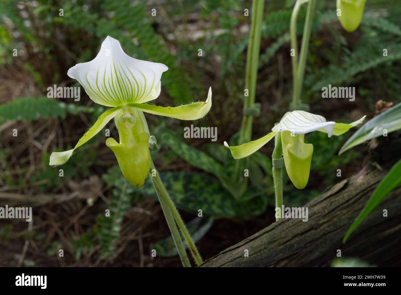 Zwei Venus Slipper Orchideen beim Kew Gardens Orchid Festival 2024 Stockfoto