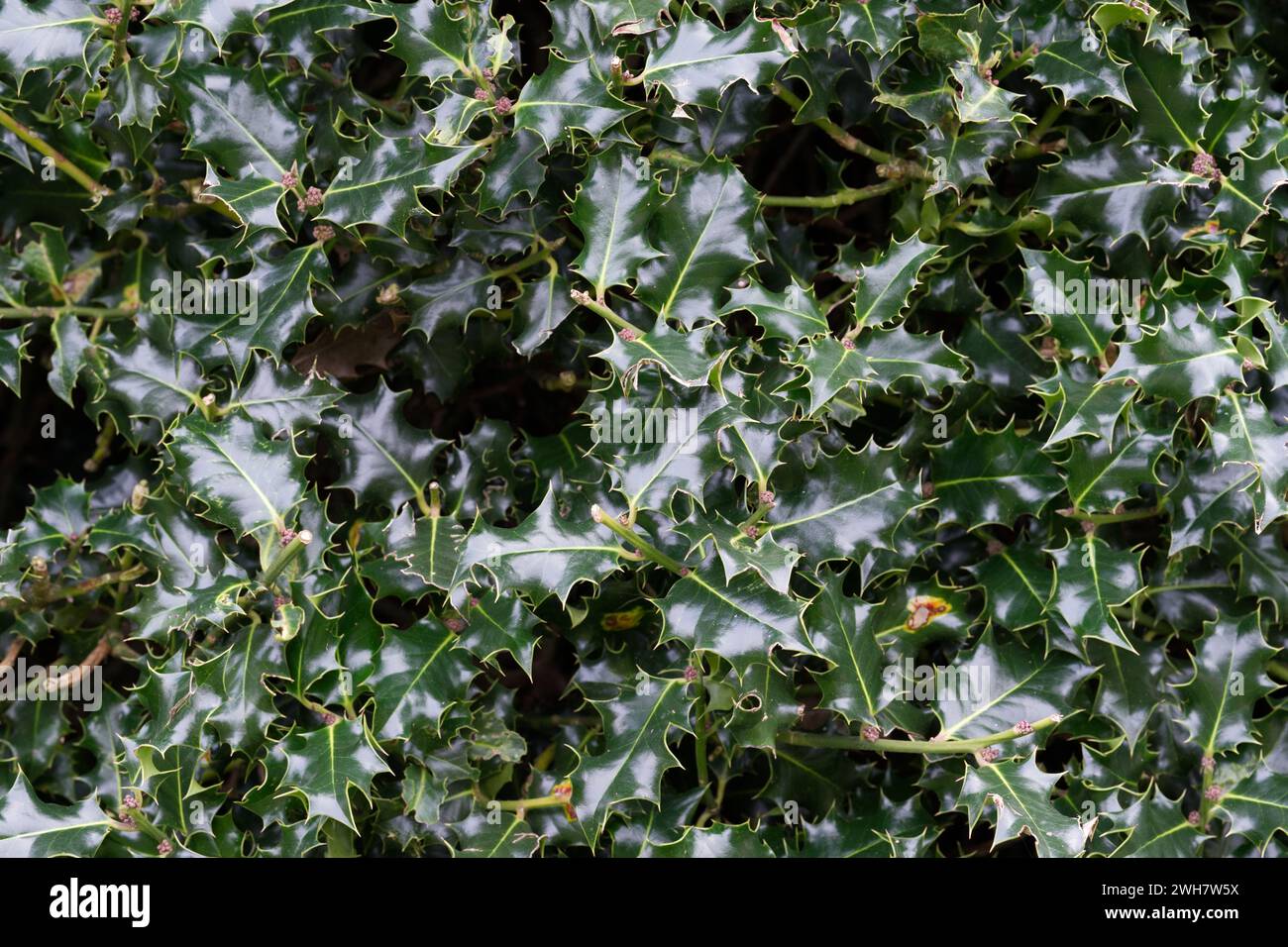 Stechpalme wächst in Kew Gardens Stockfoto