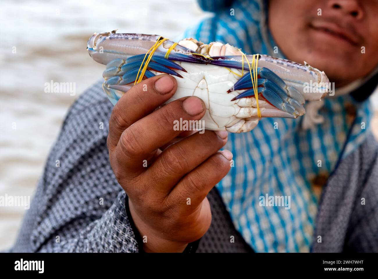 Hand eines Fischers, der blaue Krabben hält Stockfoto