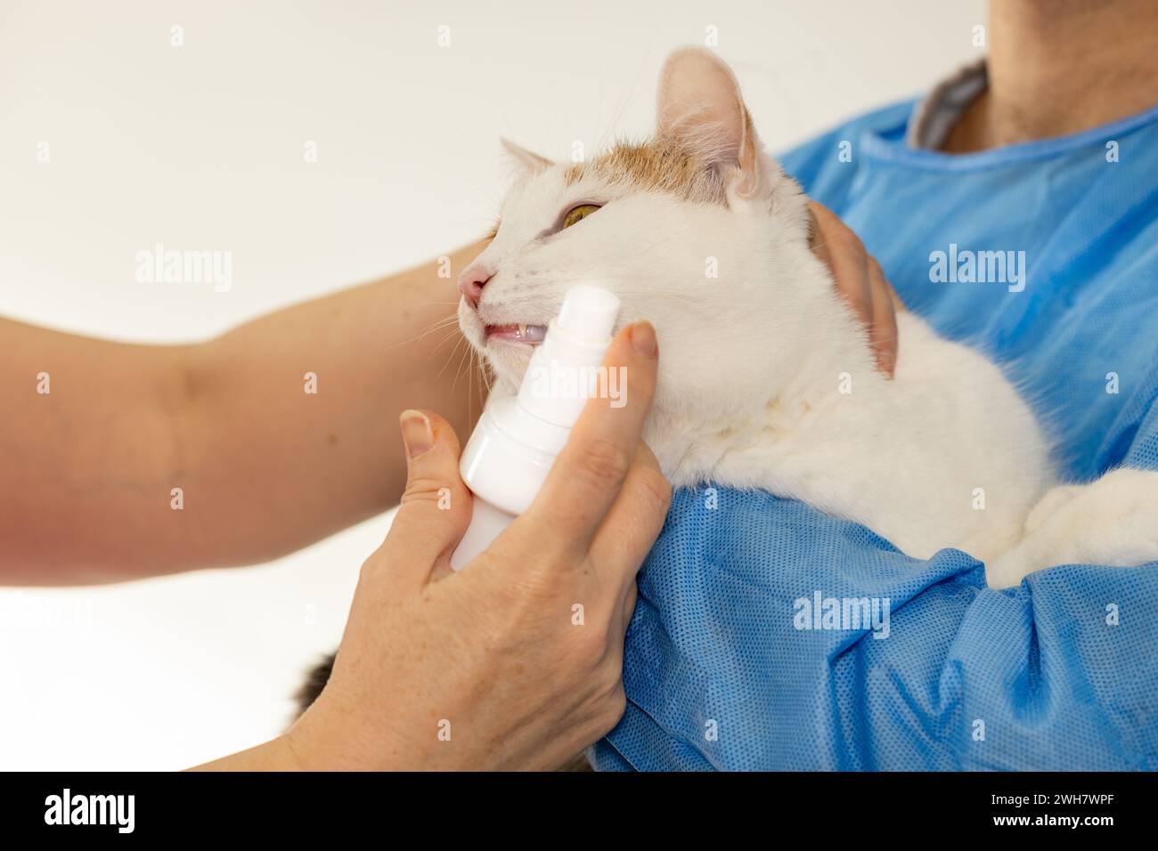 Zahnfleisch und Zahnerkrankungen bei Katzen, Tierarzt behandelt Kätzchen kranke Zahnfleisch, Haustier besucht den Arzt Stockfoto