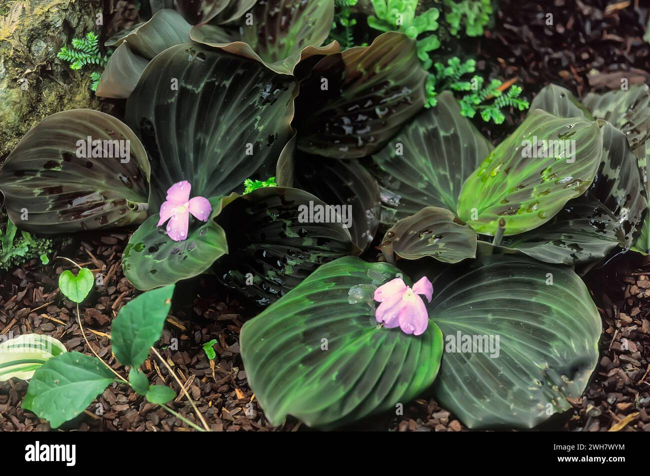Silberfleck (Kaempferia elegans = Kaempferia pulchra), Zingiberaceae. Rhizomatöses Staudenkraut. Zierpflanze. Violette Blüte. Stockfoto