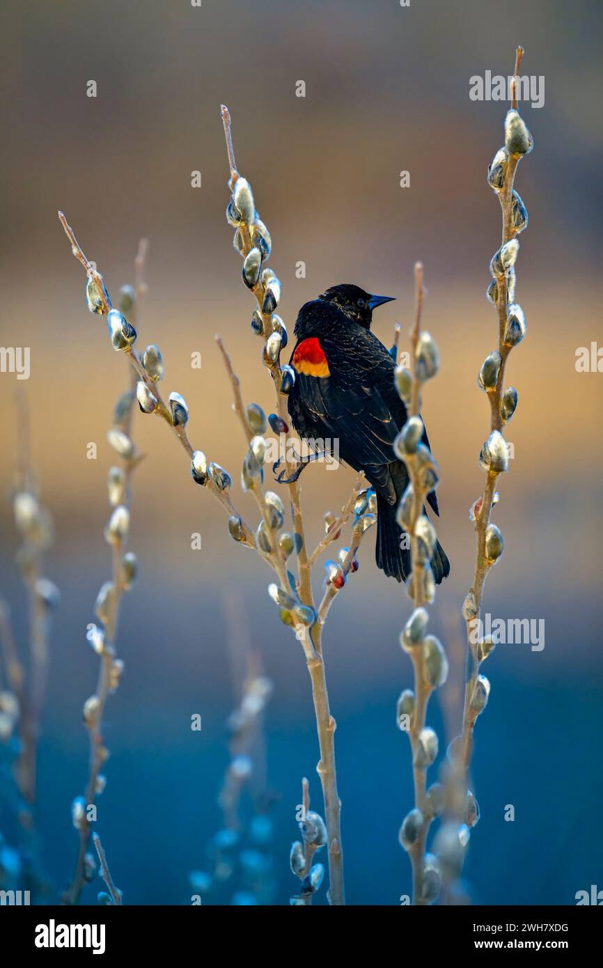 Red winged Amsel, Iona Beach Regional Park, Richmond, British Columbia, Kanada Stockfoto