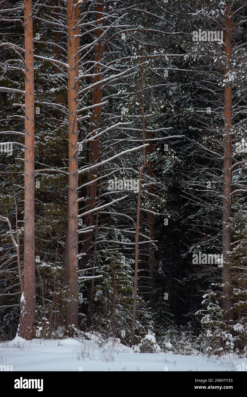 Im Winter schneebedeckter Wald, mit riesigen Schneekappen auf Tannen und Kiefern Stockfoto