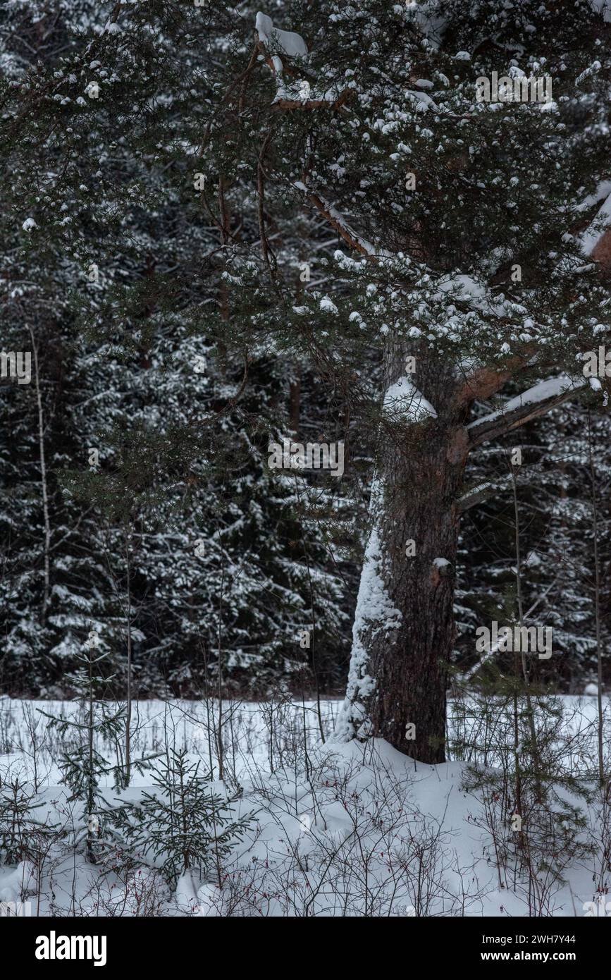 Im Winter schneebedeckter Wald, mit riesigen Schneekappen auf Tannen und Kiefern Stockfoto