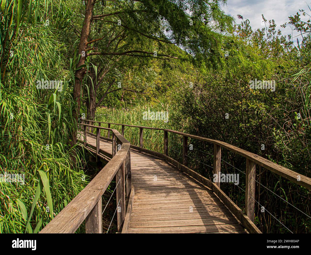 Weg auf einer Holzbrücke zwischen der Vegetation Stockfoto
