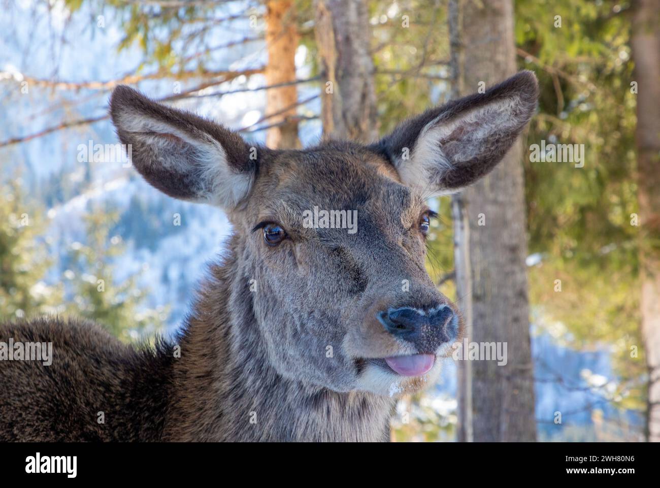 Nahaufnahme eines Hirschkopfes in verschneiten Landschaften Stockfoto