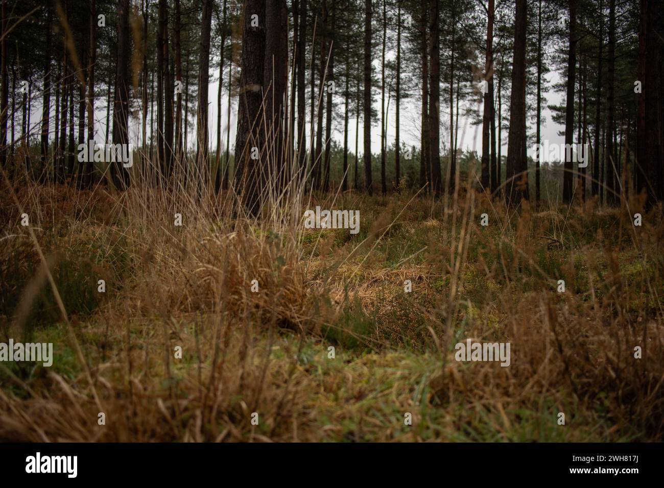 Ländliches Motiv Stockfoto