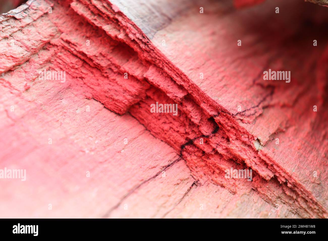 rote Farbe auf einem gefällten Baumstamm Stockfoto