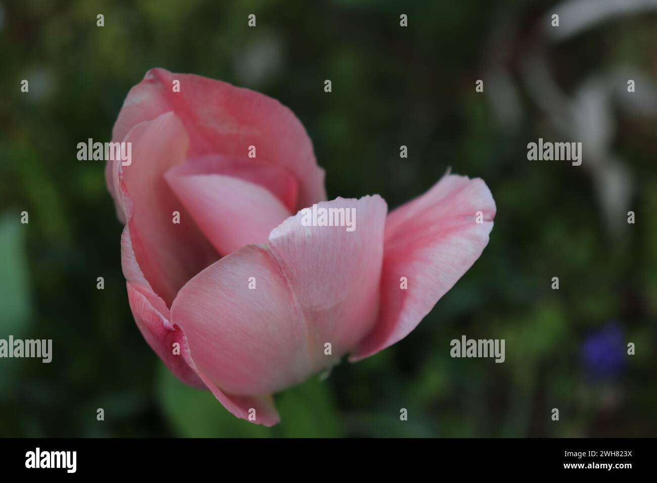 rosa Tulpenblüte Stockfoto