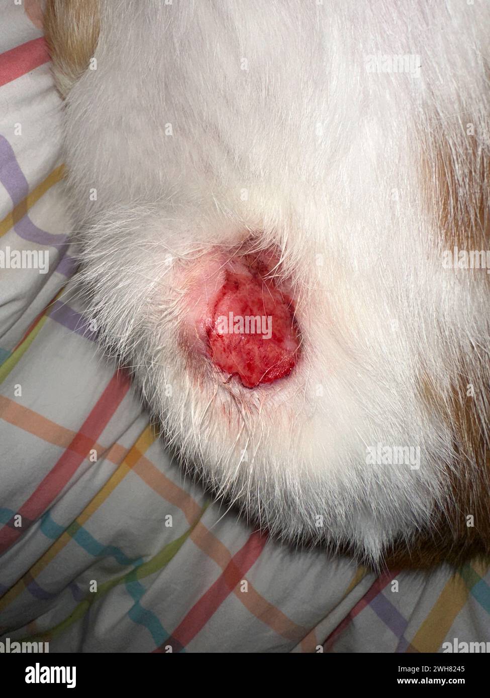 Katze krank mit behandelter Wunde Stockfoto