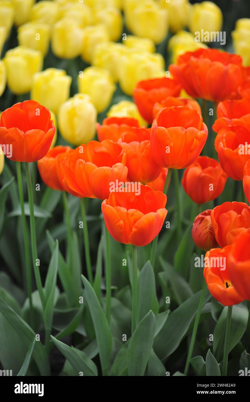 Orange Triumph Tulpen (Tulipa) Cadans blühen im April in einem Garten Stockfoto