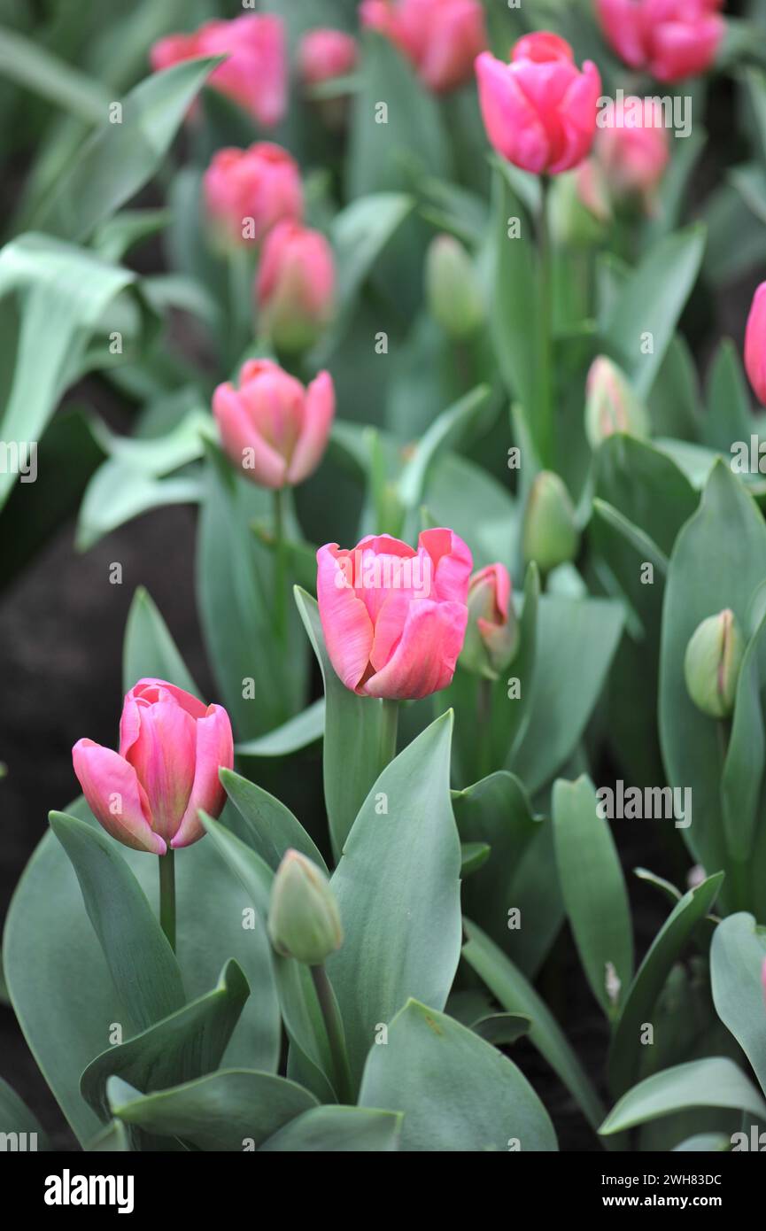 Im April blühen in einem Garten rosa Triumph Tulpen (Tulipa) Carola Stockfoto