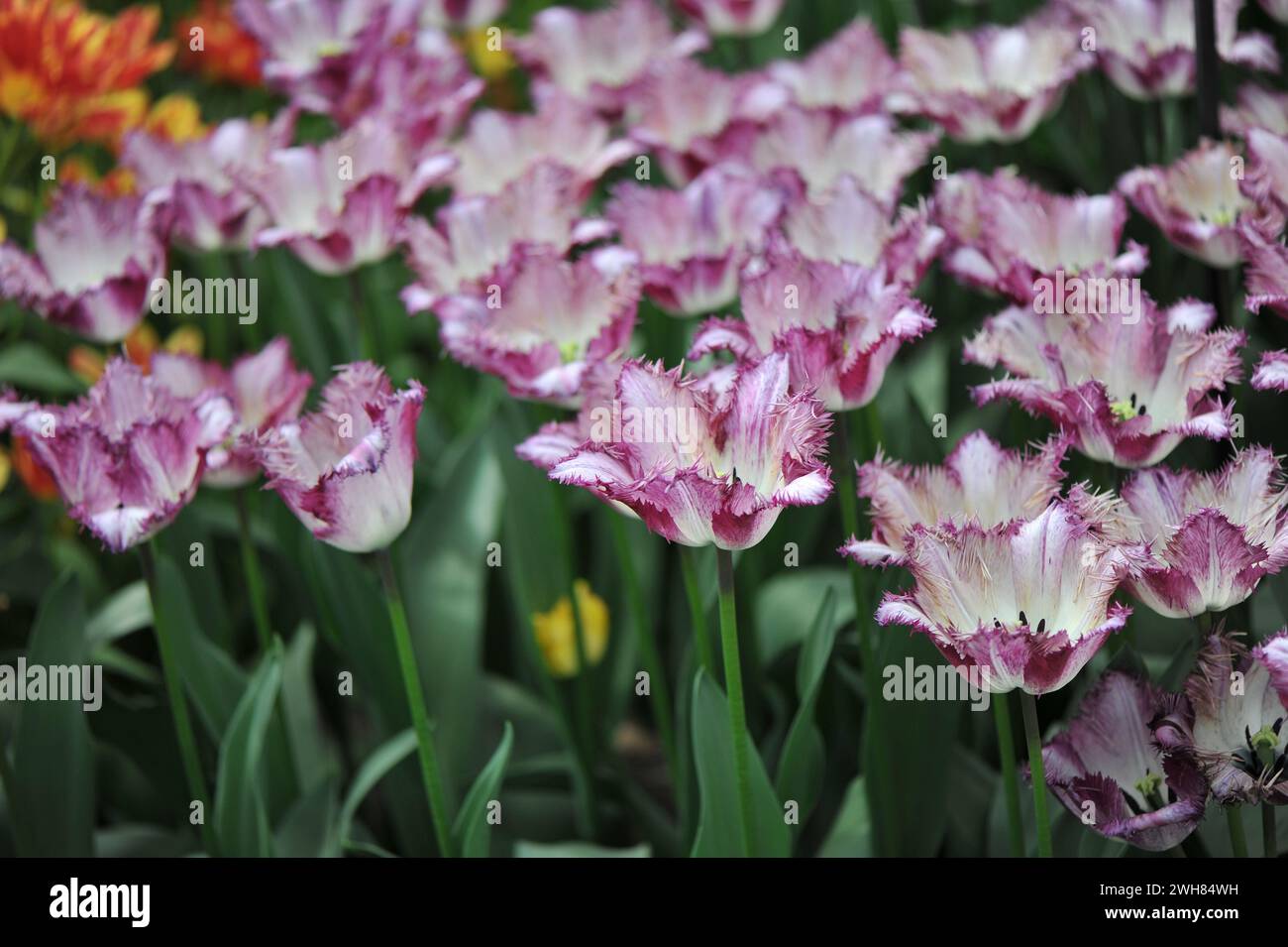 Weiß mit violetten Kanten Fransen Tulpen (Tulipa) Colour Fusion Blüte in einem Garten im April Stockfoto