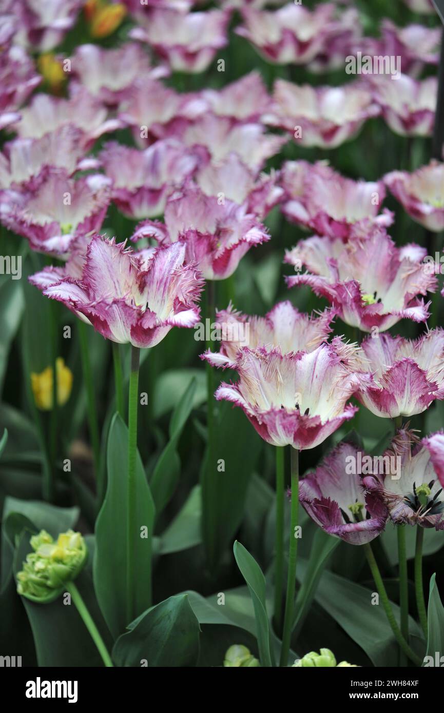 Weiß mit violetten Kanten Fransen Tulpen (Tulipa) Colour Fusion Blüte in einem Garten im April Stockfoto